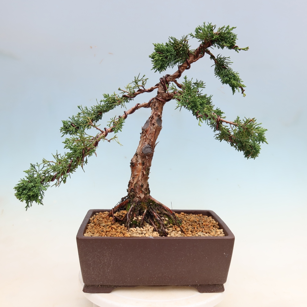 Kültéri bonsai - Juniperus chinensis Kishu