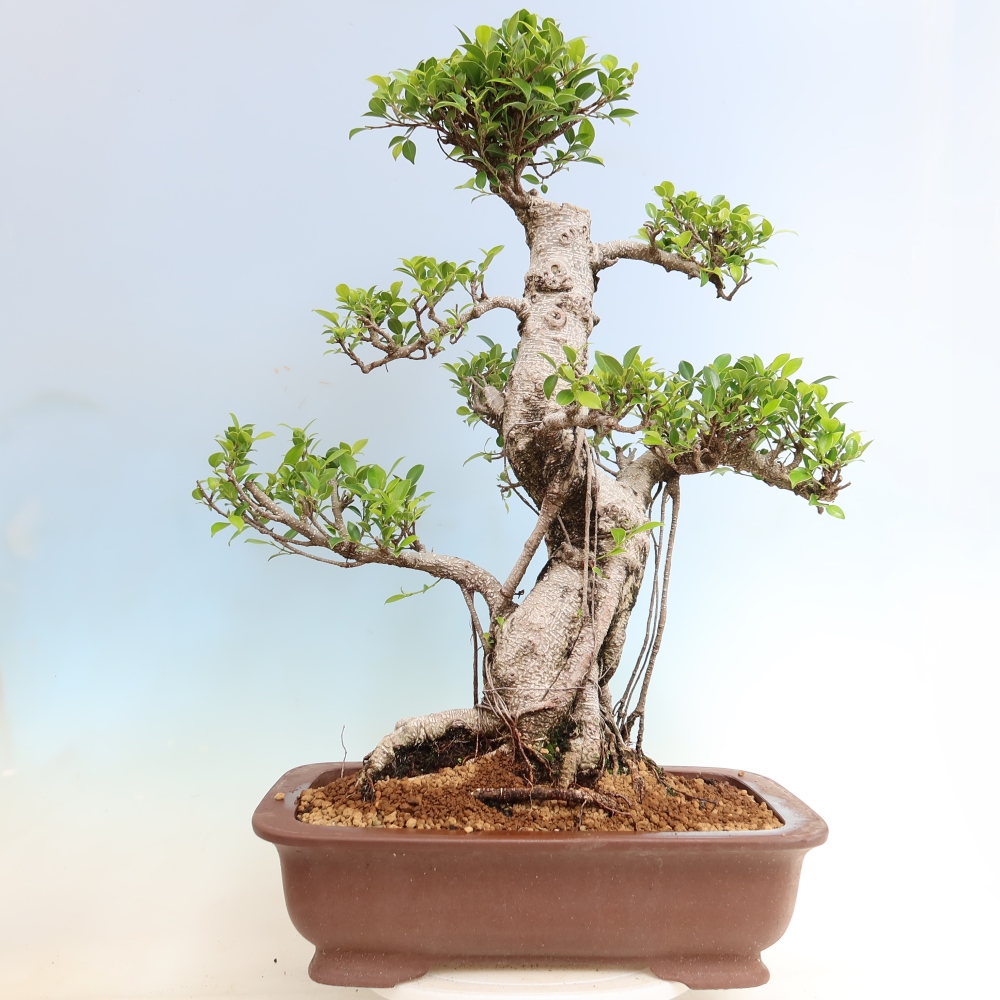 Szobai bonsai - Ficus kimmen - kislevelű fikusz