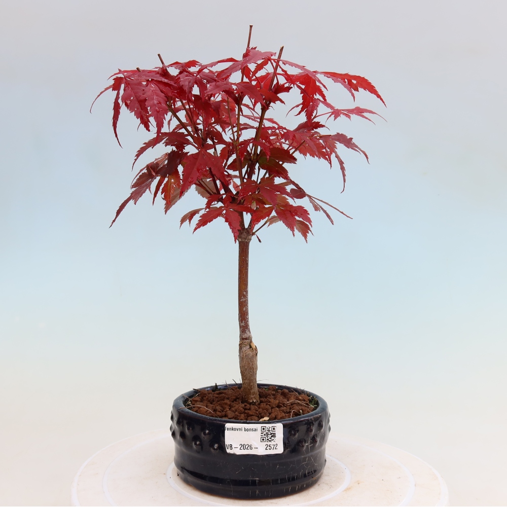Kültéri bonsai - Acer pálma. Atropurpureum-Javor palmate