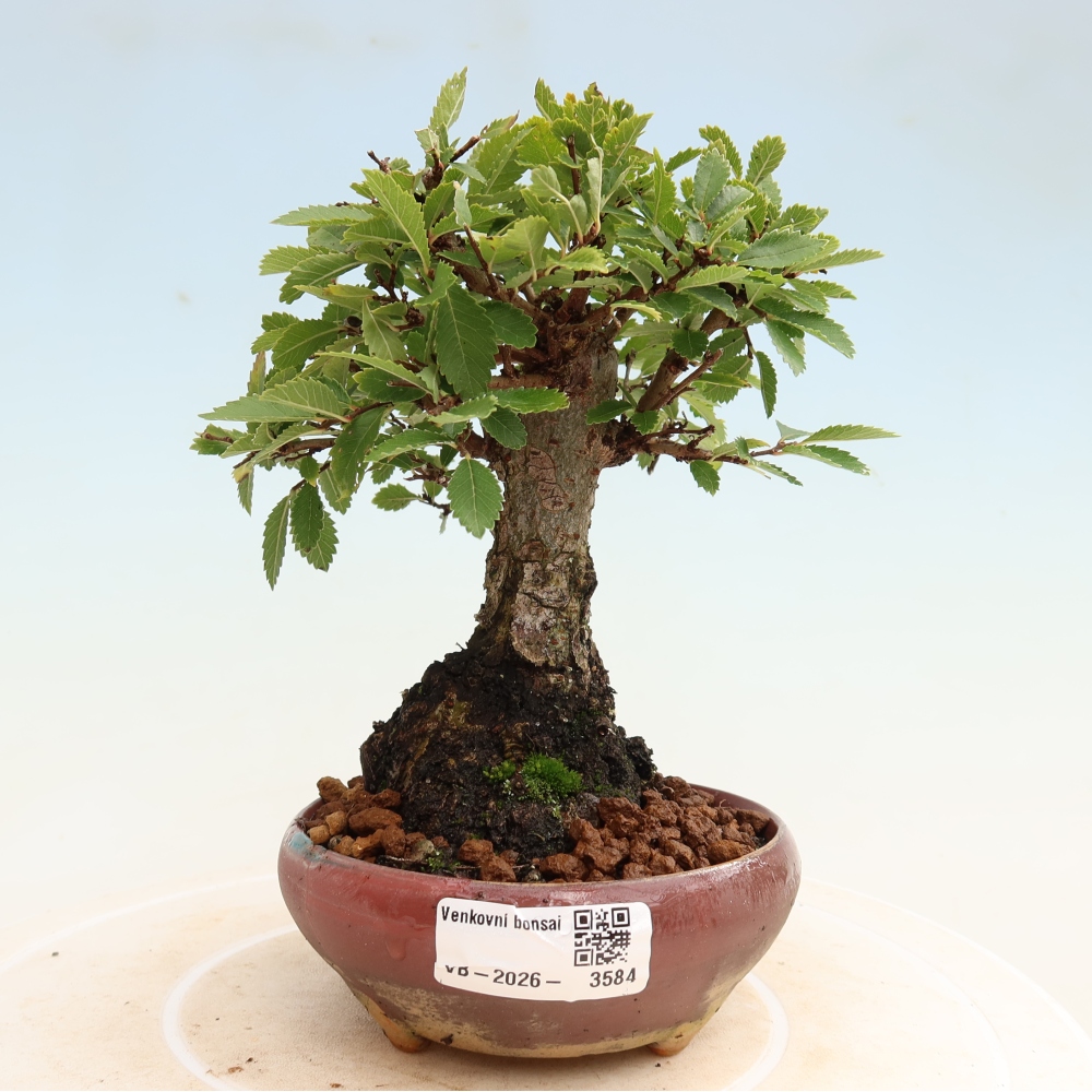 Kültéri bonsai - Zelkova - Zelkova NIRE