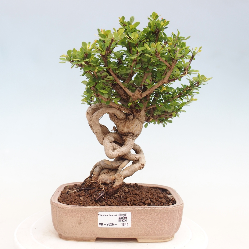 Kültéri bonsai - Berberis coreana