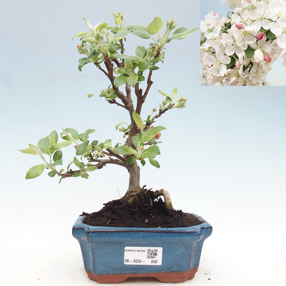 Kültéri bonsai -Malus halliana - Kis gyümölcsű almafa