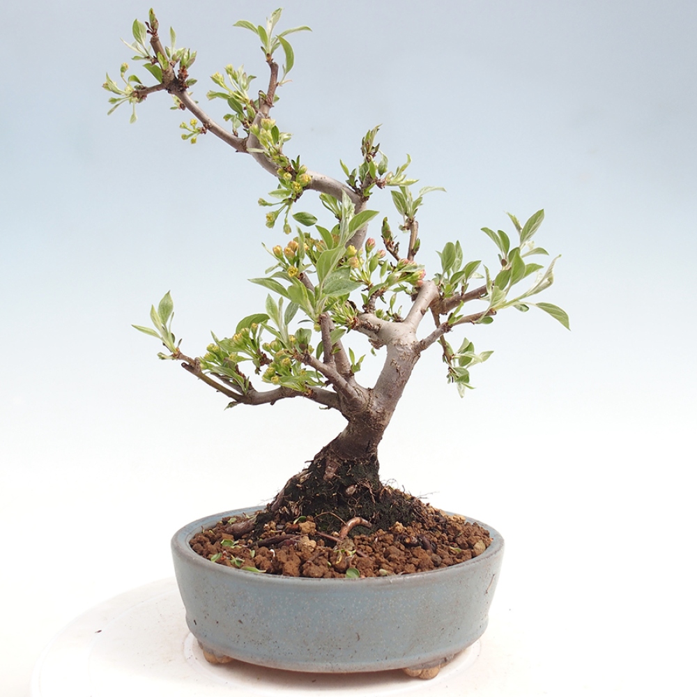Kültéri bonsai - Malus sargentii - Kis gyümölcsű almafa