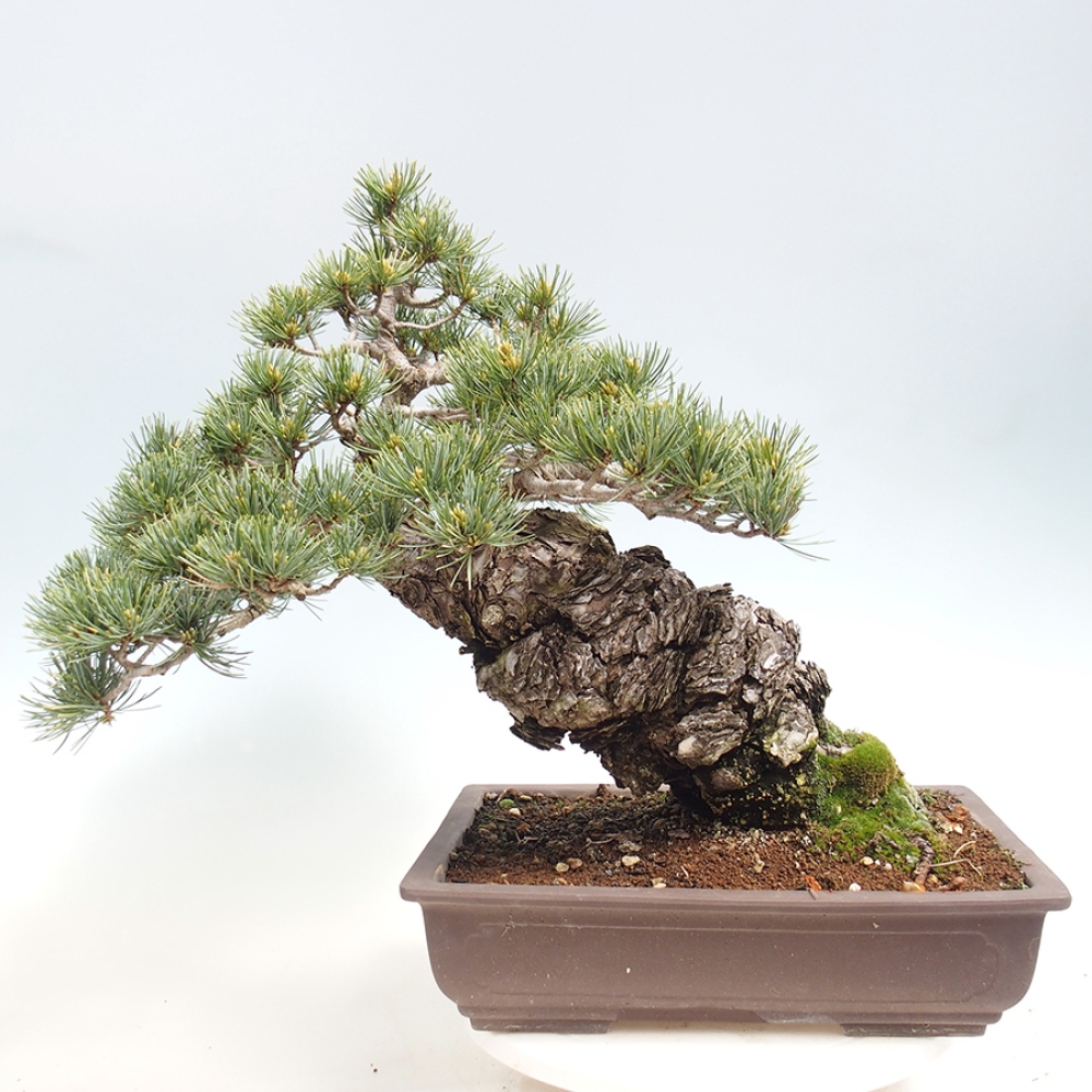 Kültéri bonsai - Pinus parviflora - Pinus parviflora