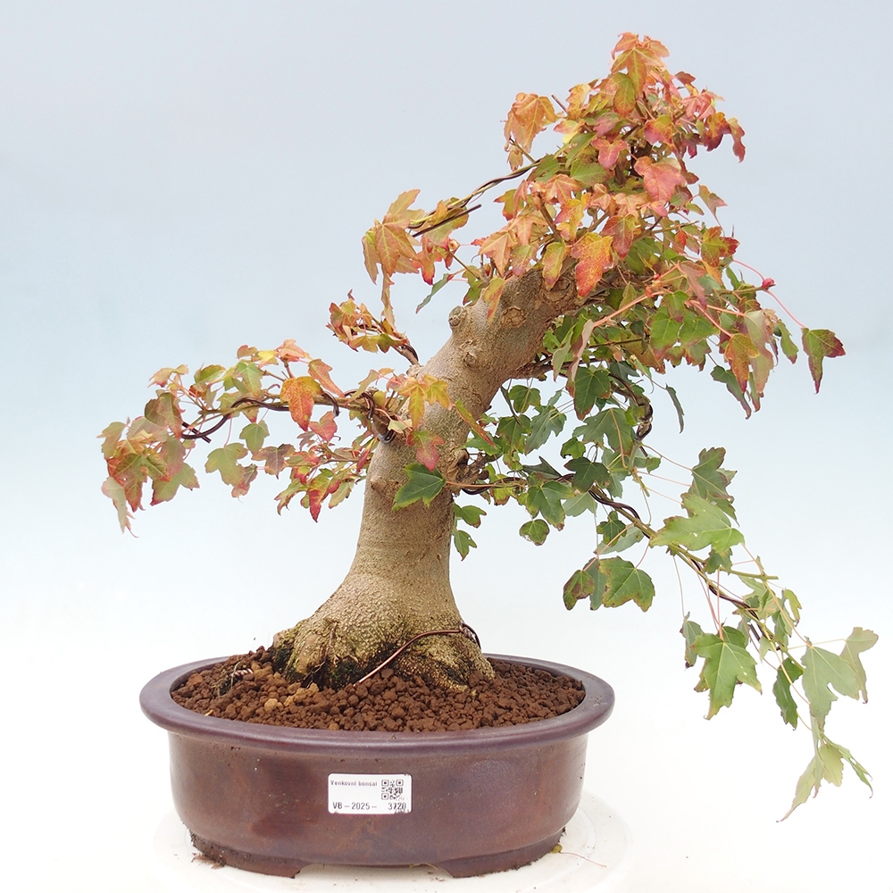 Kültéri bonsai - Acer Buergerianum - Burger juhar