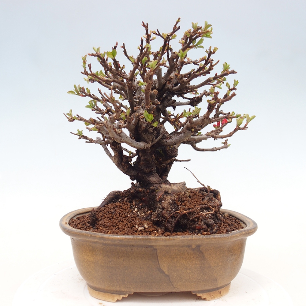 Kültéri bonsai - Chaneomeles speciosa - birs
