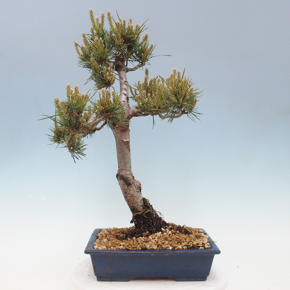 Kültéri bonsai - Pinus Sylvestris Watererri - erdeifenyő