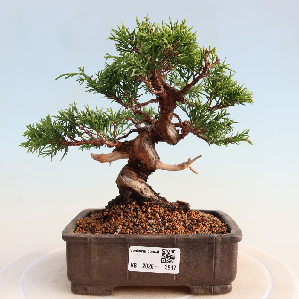 Kültéri bonsai - Juniperus chinensis Itoigawa