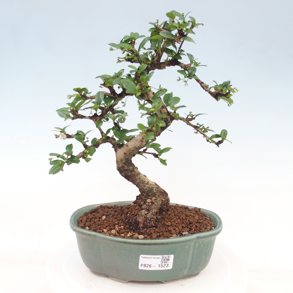 Szobai bonsai - Carmona macrophylla - Tea fuki