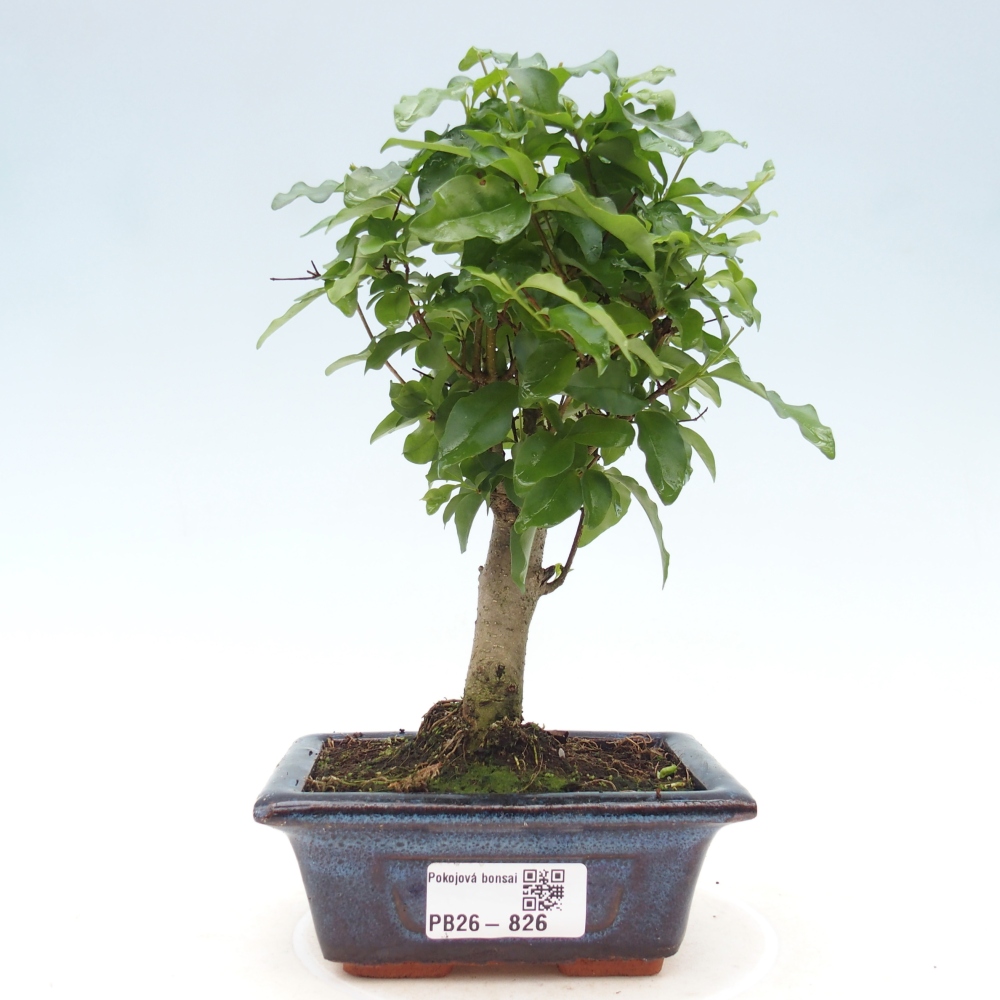 Szobai bonsai -Ligustrum chinensis - Madárcsőr