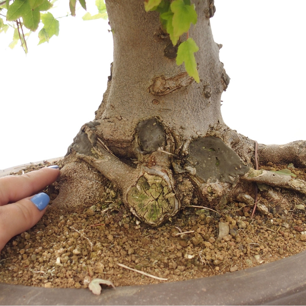 Kültéri bonsai - Acer Buergerianum - Burger juhar