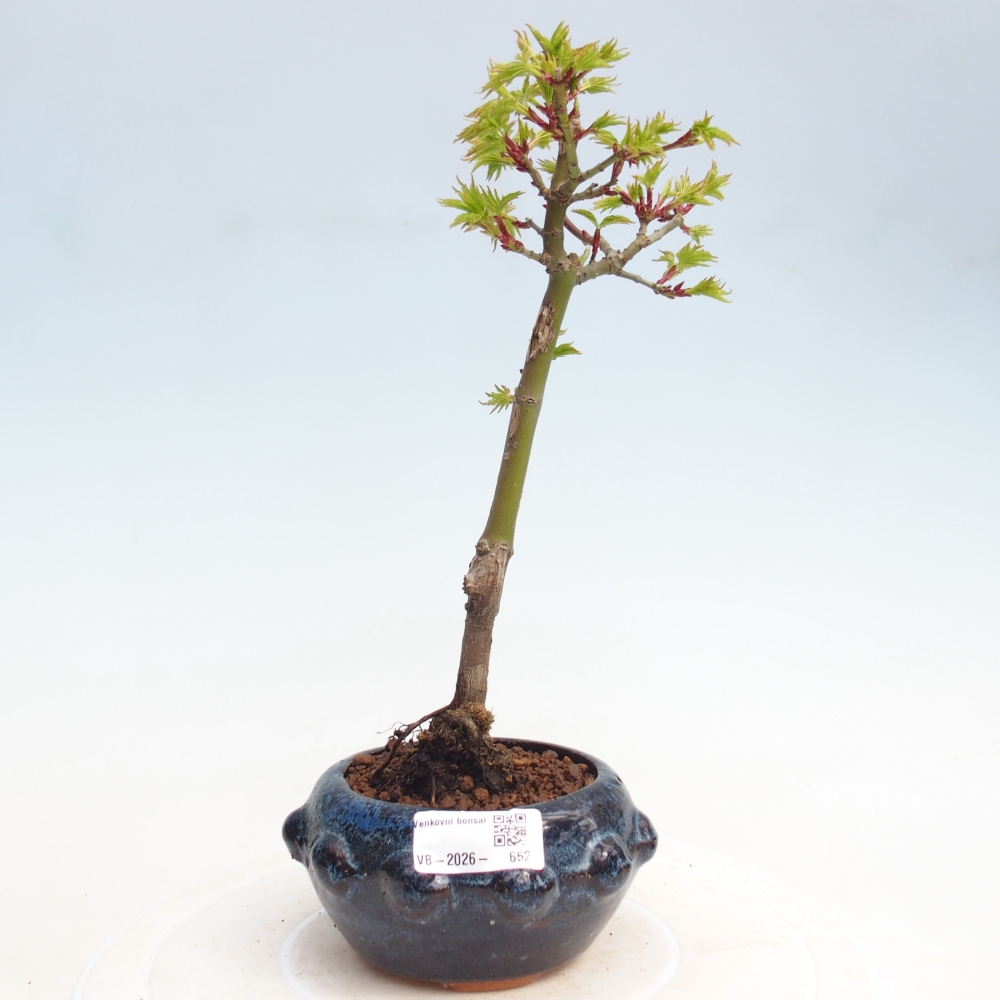 Kültéri bonsai -Javor kis levelű SHISHIGASHIRA