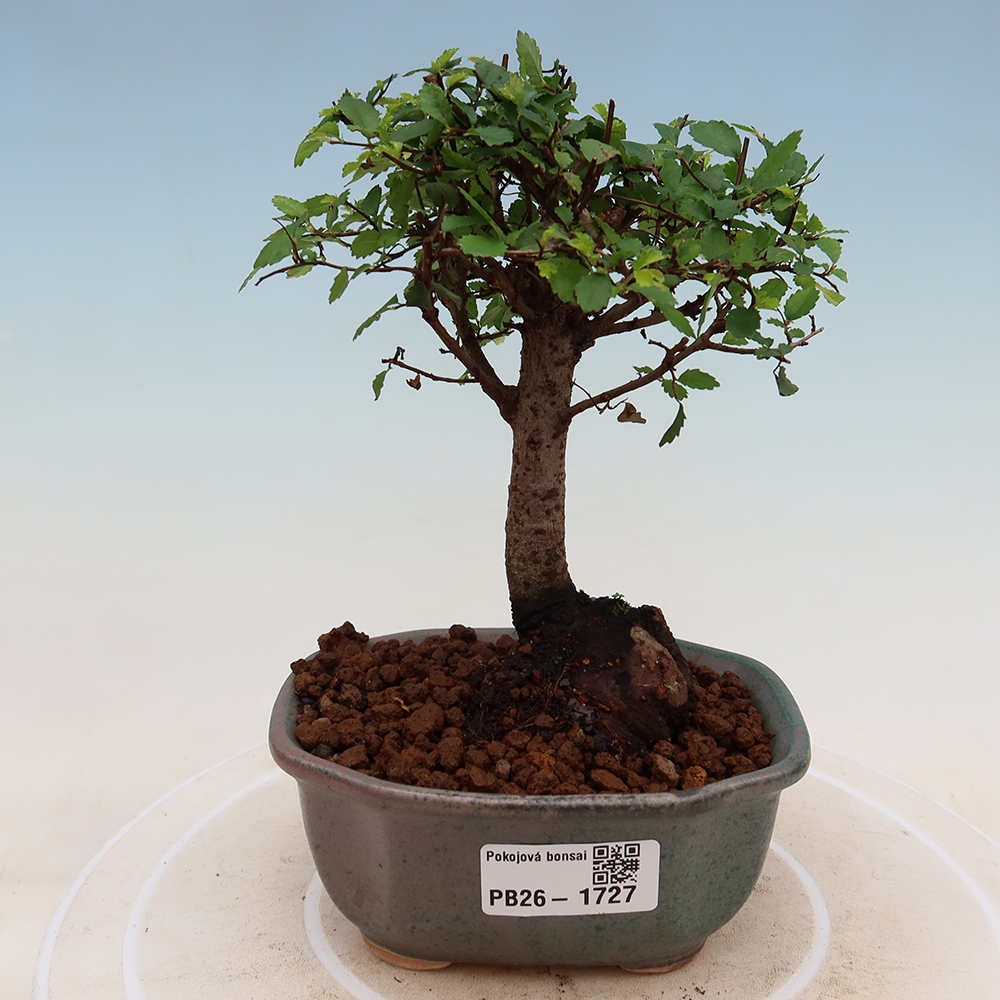 Szobai bonsai - Ulmus parvifolia - Kislevelű szilfa