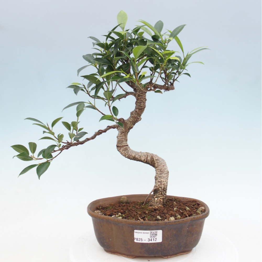 Szobai bonsai - Ficus retusa - kislevelű fikusz