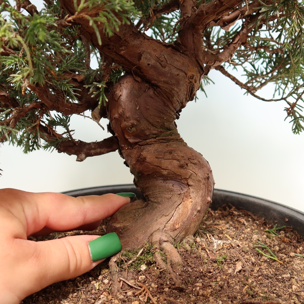 Kültéri bonsai - Juniperus chinensis Itoigawa-Juniperus chinensis