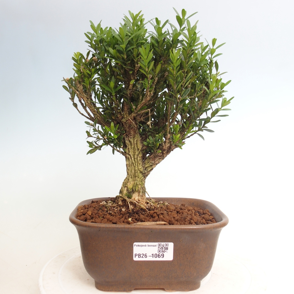 Szobai bonsai - Buxus harlandii - parafa buxus