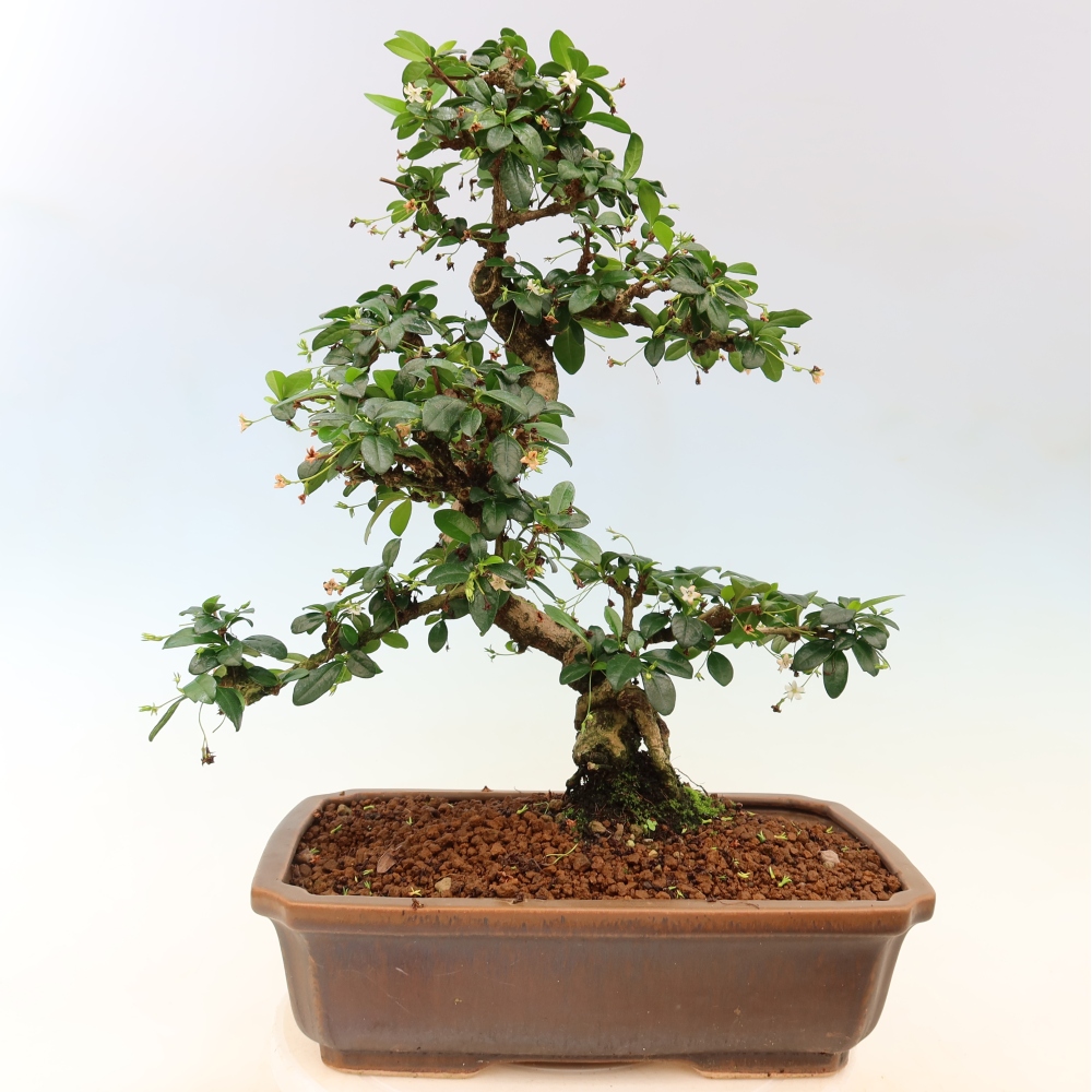 Szobai bonsai - Carmona macrophylla - Tea fuki
