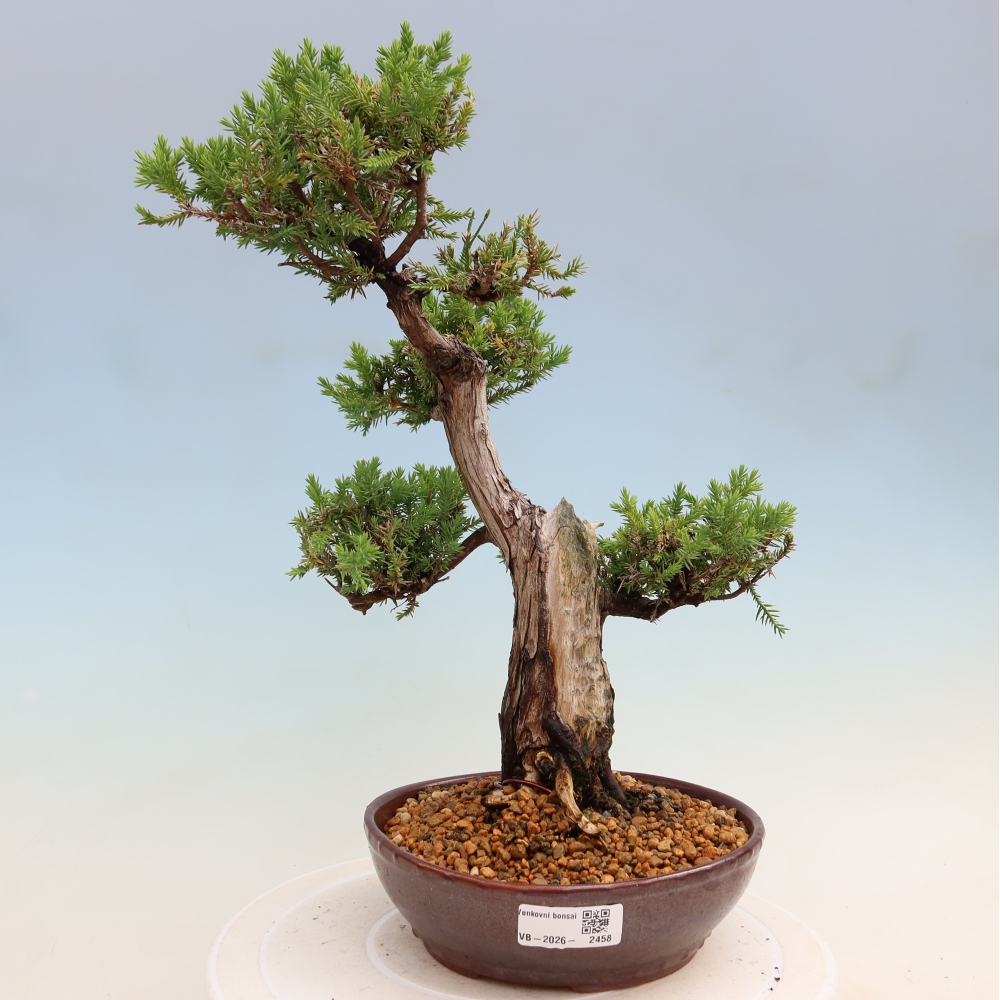 Kültéri bonsai – Juniperus squamata – Pikkelyes boróka