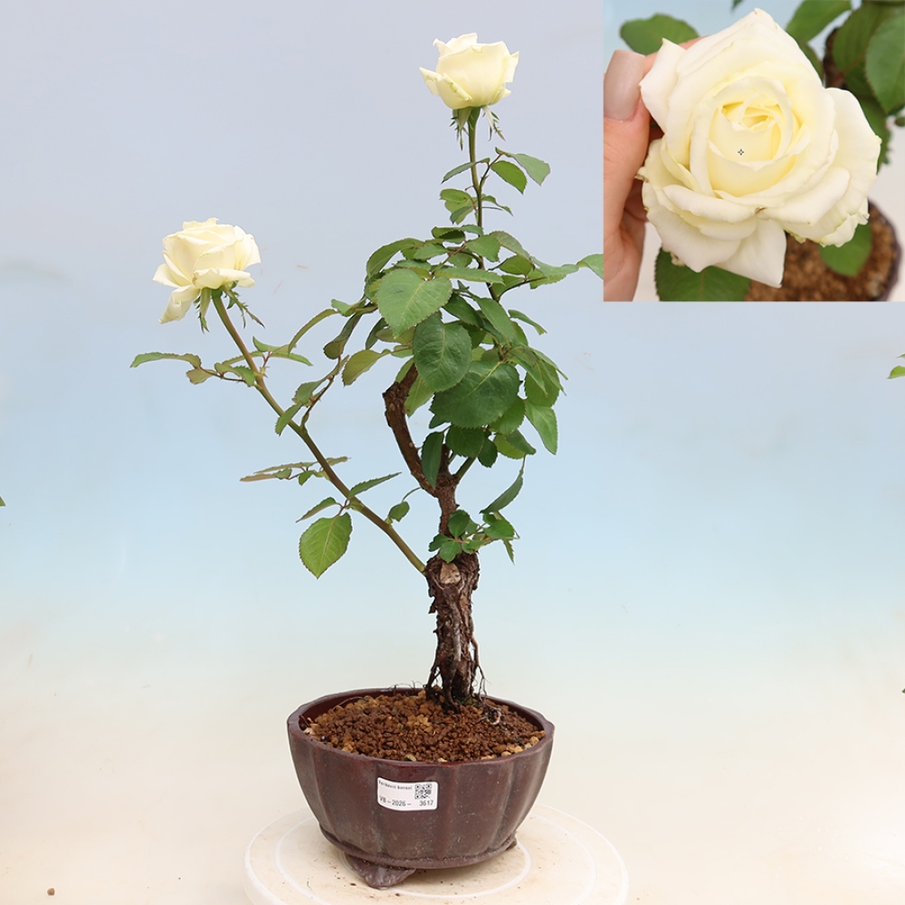 Kültéri bonsai - Rosa Kordes - rózsa