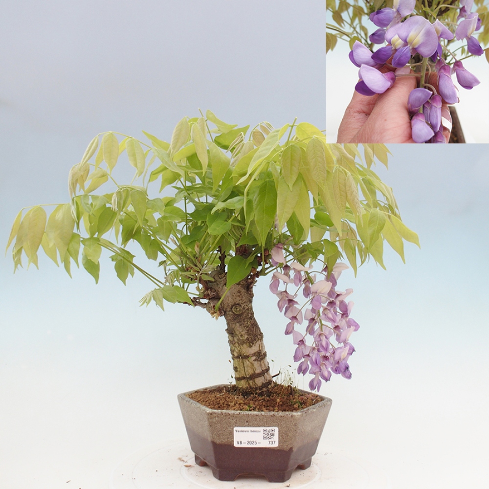 Kültéri bonsai - Wisteria floribunda
