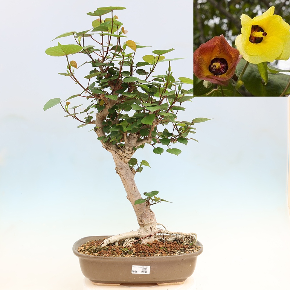 Beltéri bonsai - Hibiscus tiliaceus - tengeri hibiszkusz