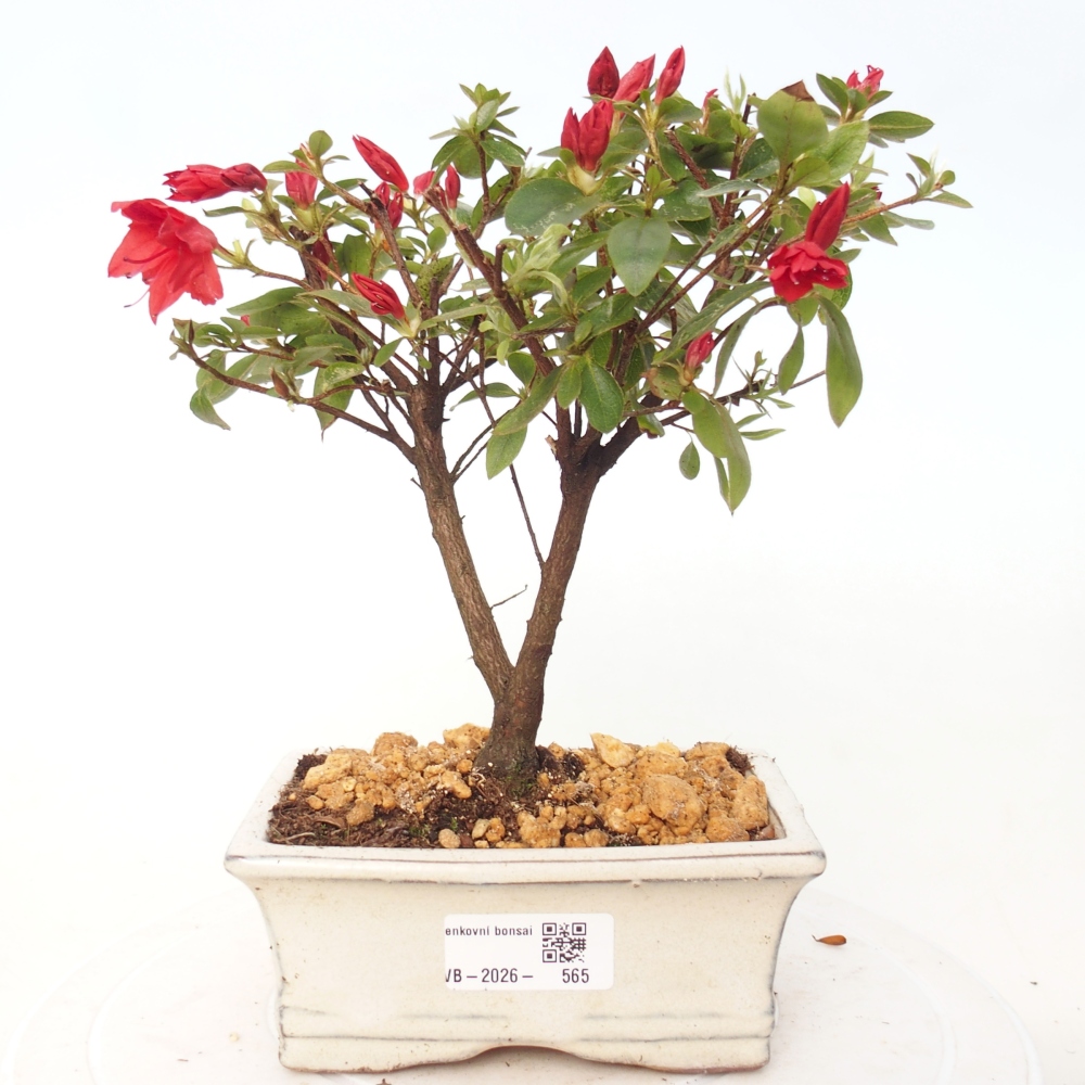 Kültéri bonsai - japán azálea - Azalea sp.