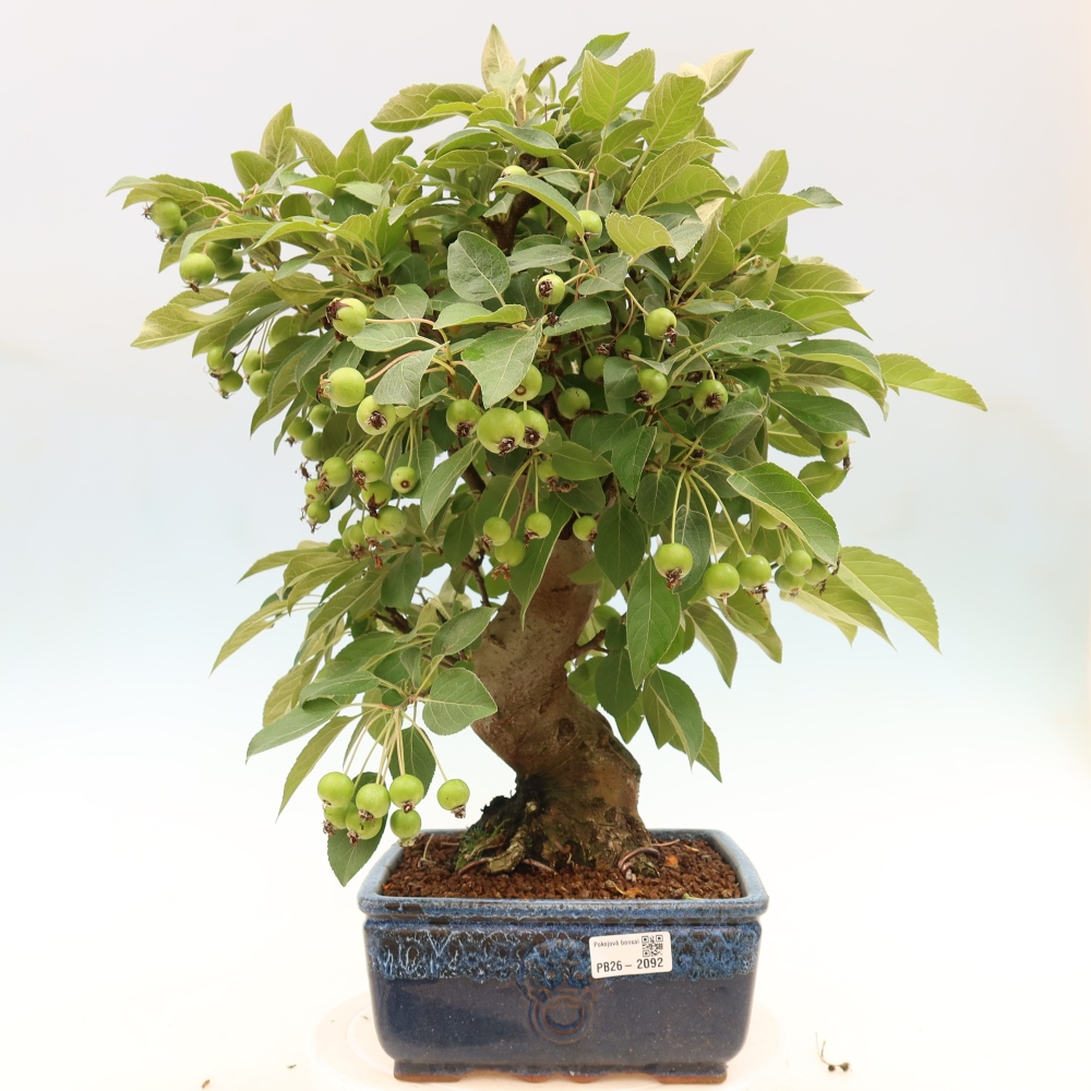 Kültéri bonsai -Malus halliana - Kis gyümölcsű almafa