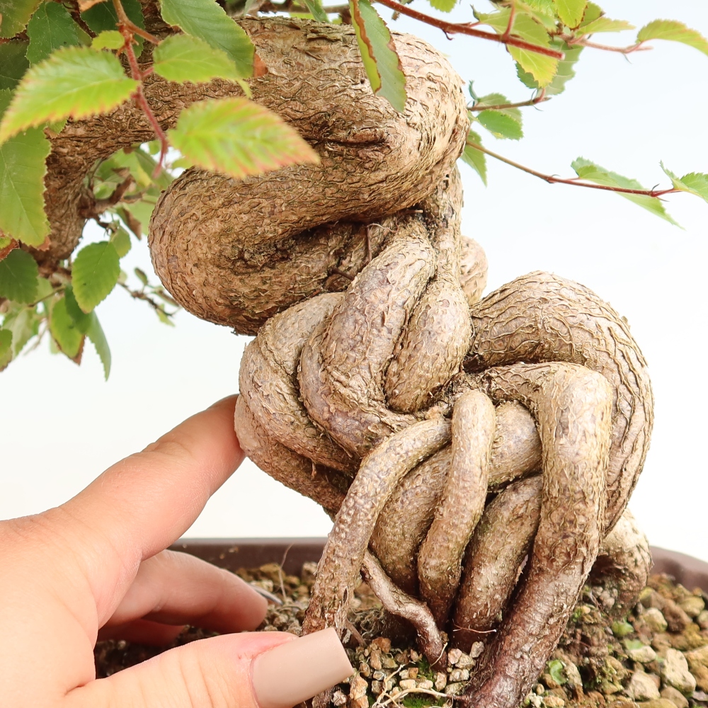 Kültéri bonsai -Carpinus CARPINOIDES - Koreai gyertyánfa