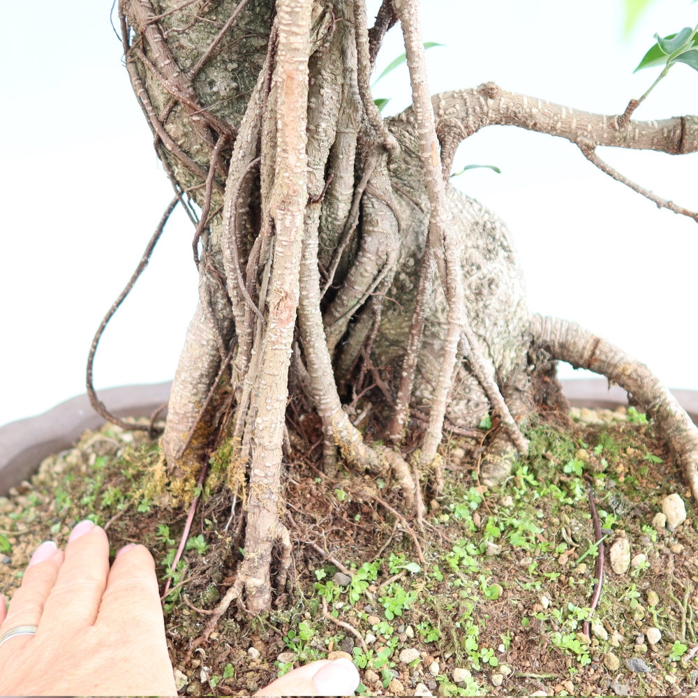 Szobai bonsai - Ficus kimmen - kislevelű fikusz