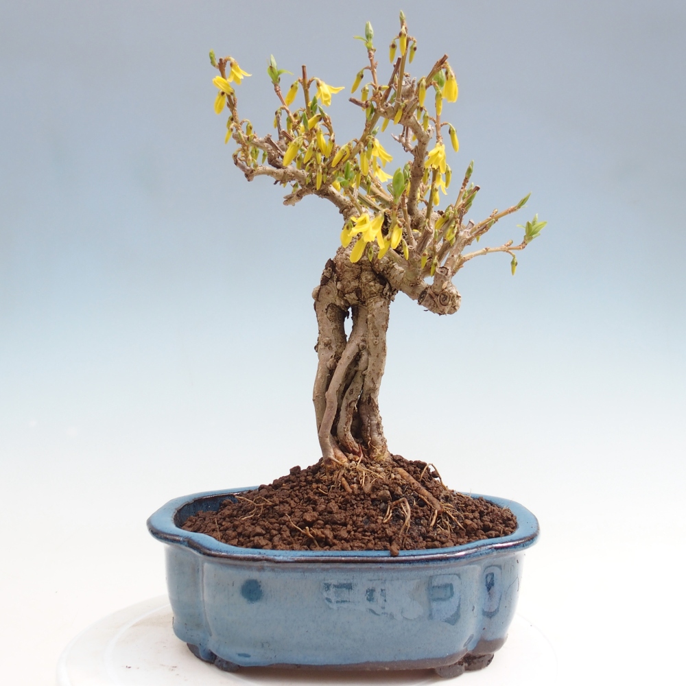 Kültéri bonsai - Zlatice - Forsythia koreana