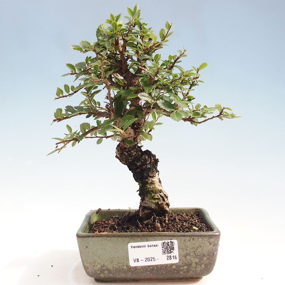 Kültéri bonsai - Zelkova - Zelkova NIRE
