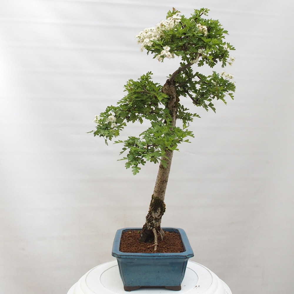 Kültéri bonsai - Galagonya - Crataegus monogyna