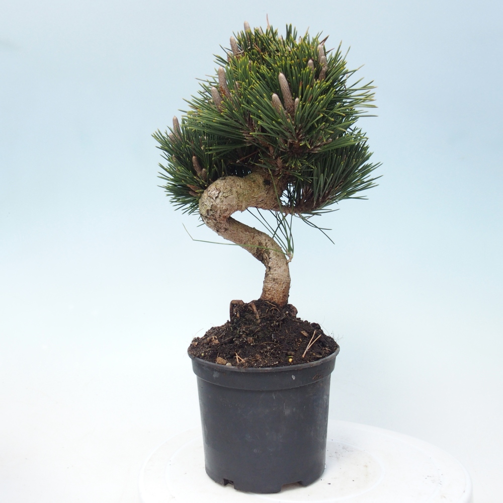Kültéri bonsai - Pinus thunbergii senjyumaru - Thunberg fenyő