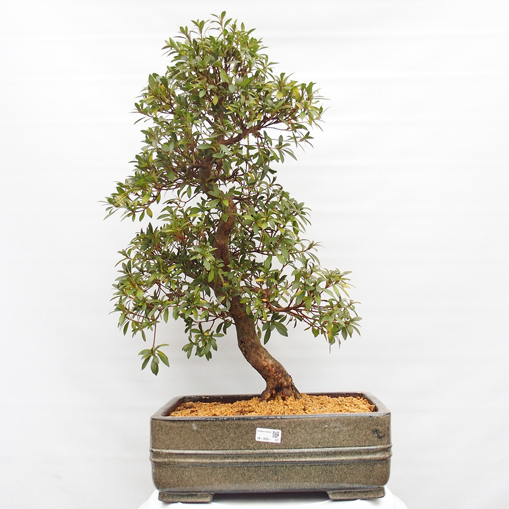 Kültéri bonsai - Japán azálea - Azalea satsuki