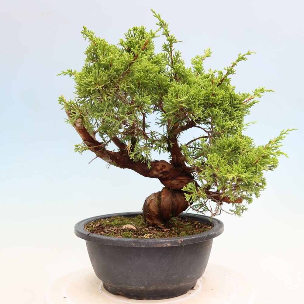 Kültéri bonsai - Juniperus chinensis Itoigawa-Juniperus chinensis