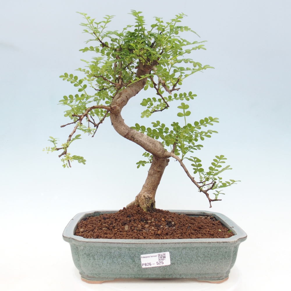 Szobai bonsai - Zantoxylum piperitum - borsfa