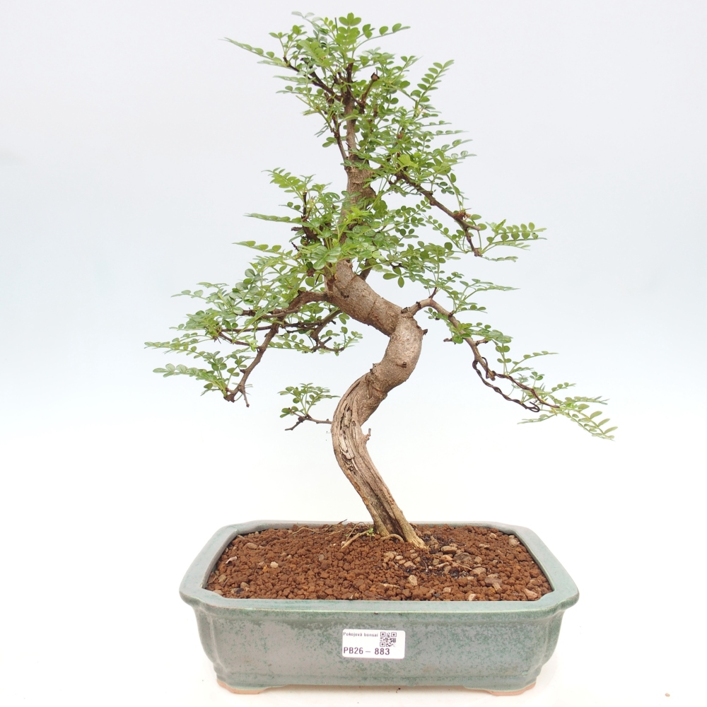 Szobai bonsai - Zantoxylum piperitum - borsfa