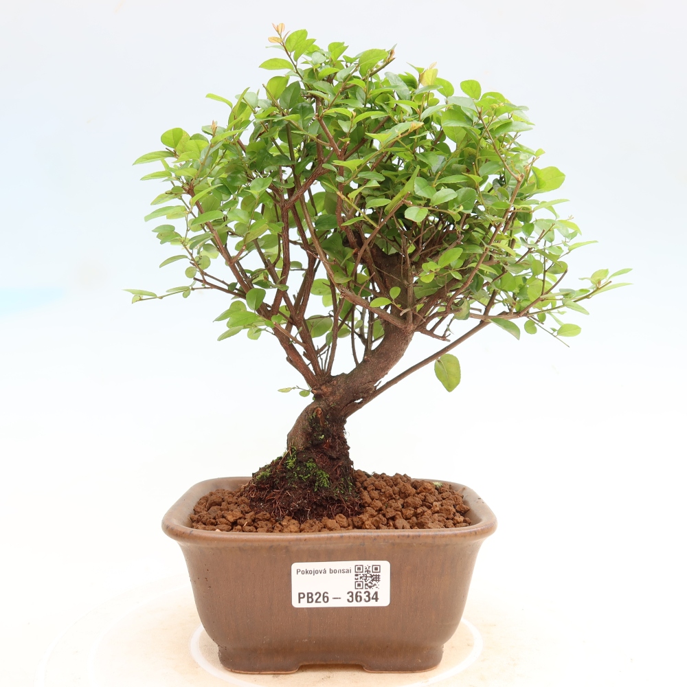 Szobai bonsai - Sageretia thea - Sageretia thea