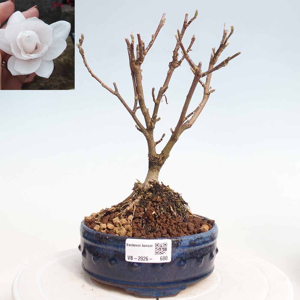 Kültéri bonsai - Magnolia stellata