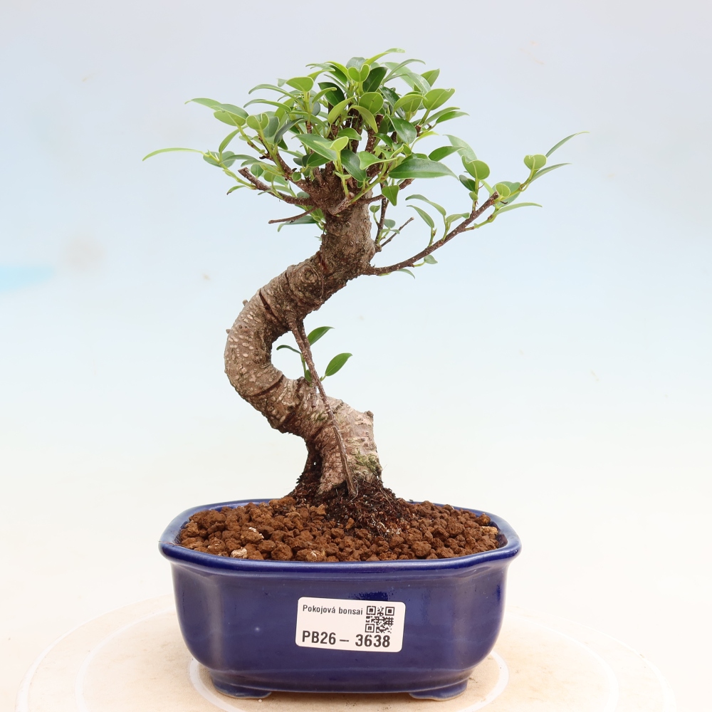 Szobai bonsai - Ficus kimmen - kislevelű fikusz
