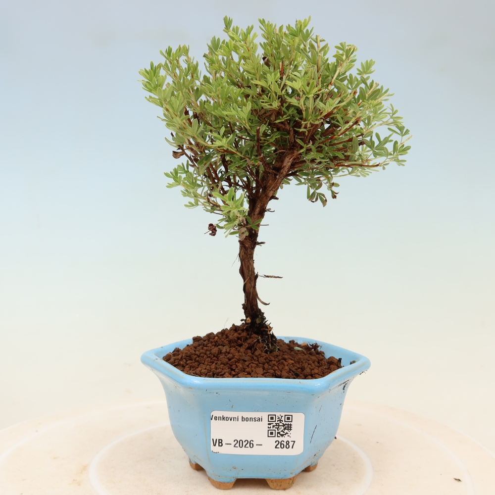 Kültéri bonsai – bokros potentilla (Potentilla fruticosa) „Goldkissen”
