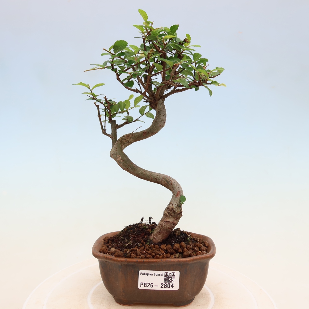 Szobai bonsai - Ulmus parvifolia - Kislevelű szilfa