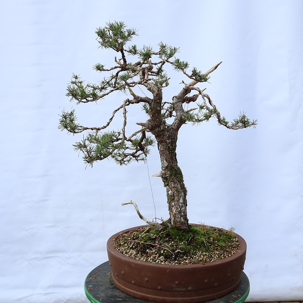 Pinus sylvestris Spanyolország – erdei fenyő
