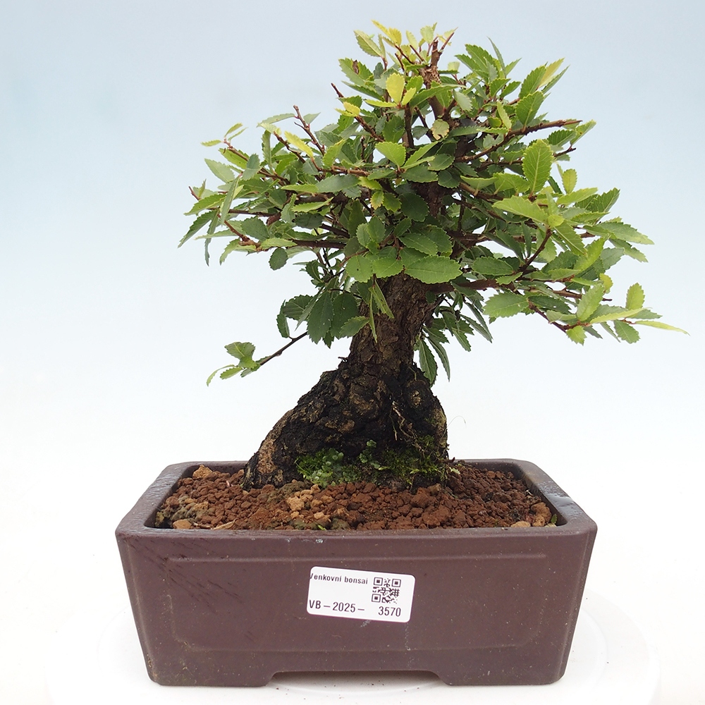 Kültéri bonsai - Zelkova - Zelkova NIRE