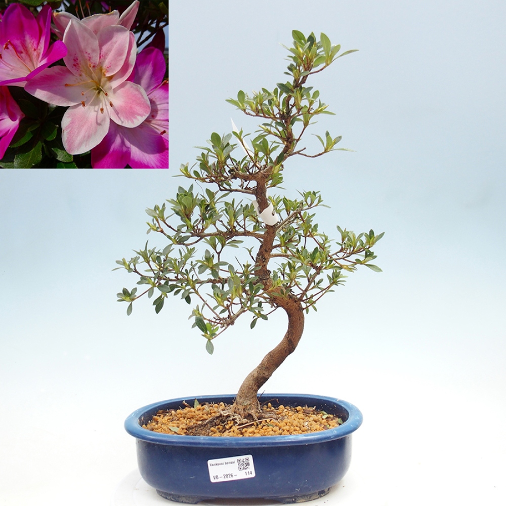Kültéri bonsai - Japán azálea - Azalea MURASAKI