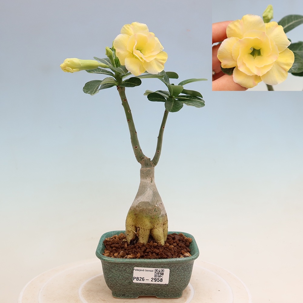 Szobabonsai – Adenium obesum, Alonza-féle oltott példány – Sivatagi rózsa