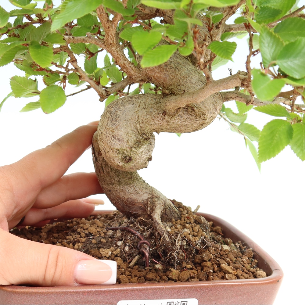 Kültéri bonsai -Carpinus Coreana - Koreai gyertyánfa