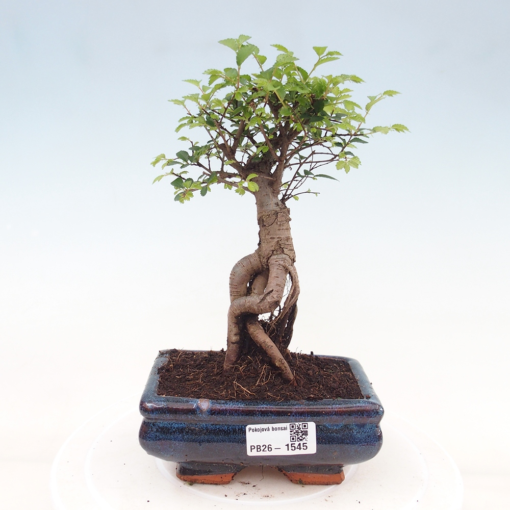 Szobai bonsai - Ulmus parvifolia - Kislevelű szilfa