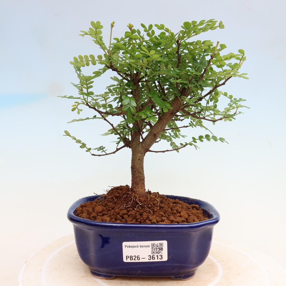 Szobai bonsai - Zantoxylum piperitum - borsfa