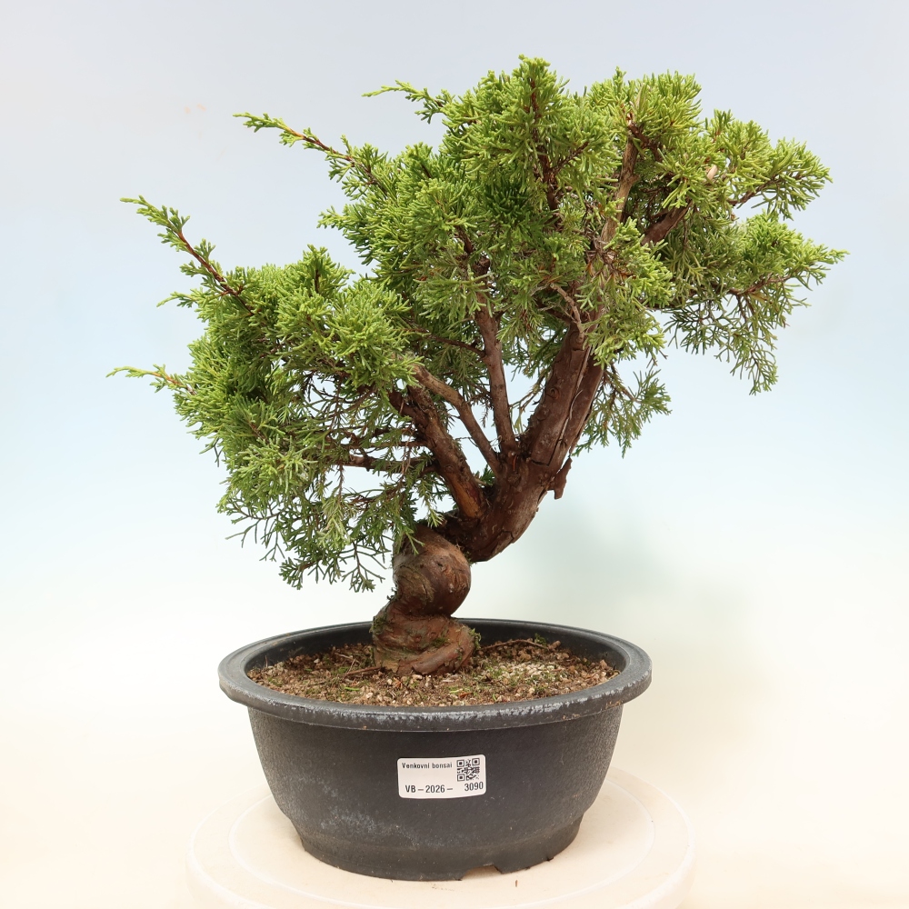 Kültéri bonsai - Juniperus chinensis Itoigawa-Juniperus chinensis